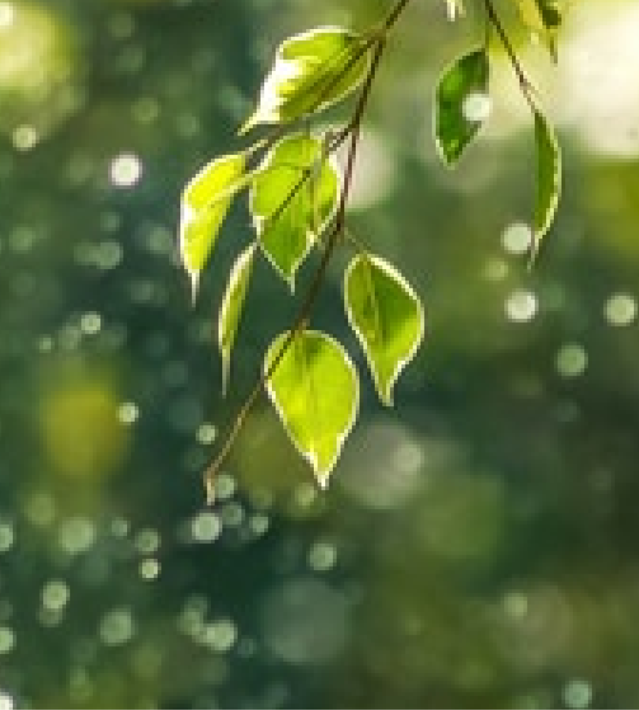 Around ten leaves hanging down from a three in front of a blurry green background